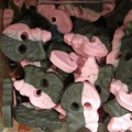 Doodskoppen bicolor